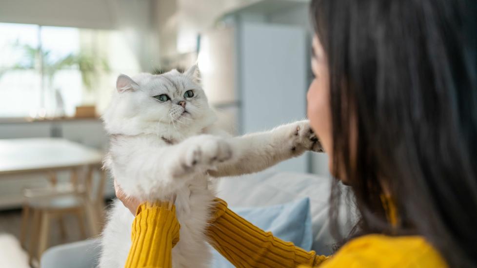 woman holding a silver persian cat under the arms