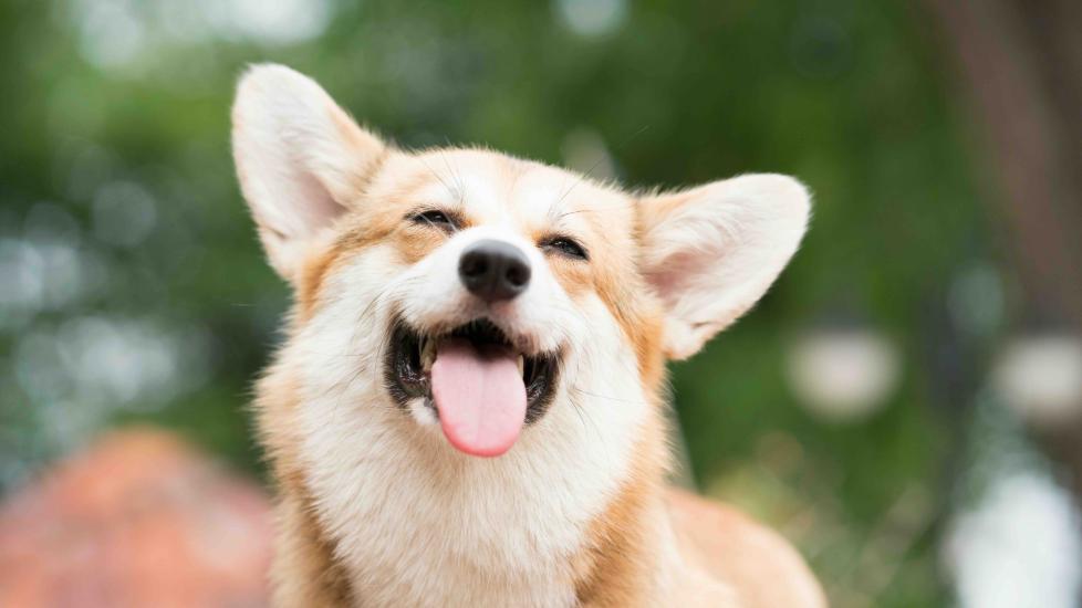 corgi dog laughing and smiling with his tongue out