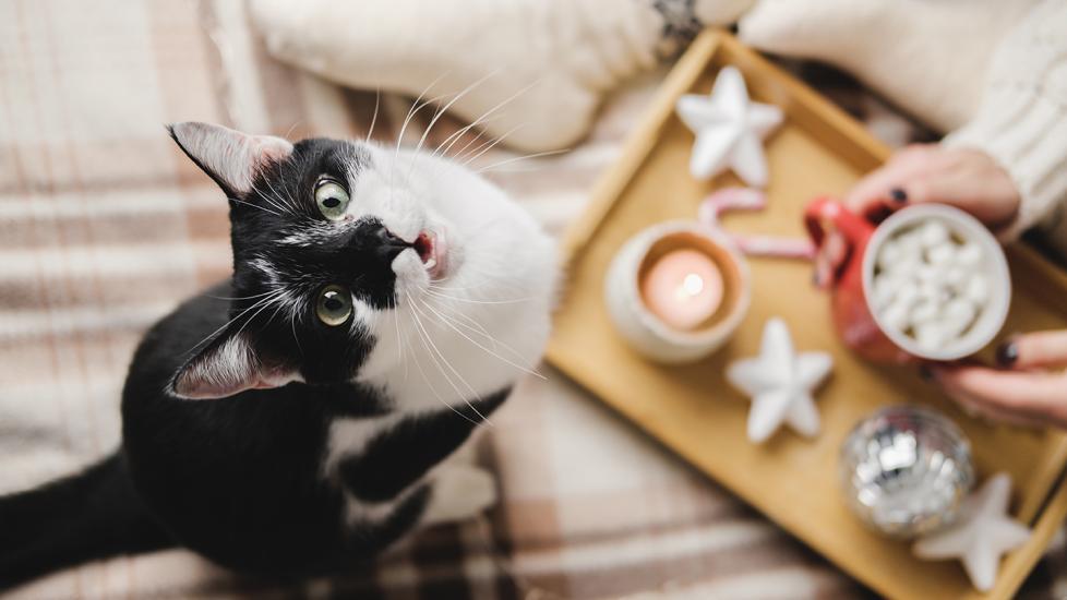 holiday foods dangerous to cats: cat and tray of holiday cookies and cocoa