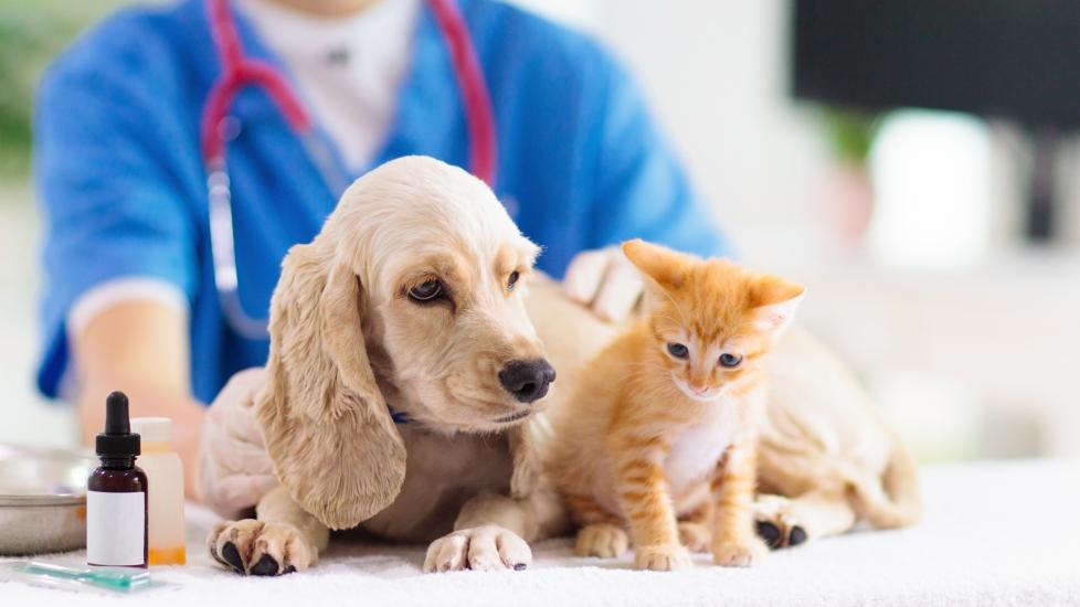 Cat and dog biopsy. A cat and dog sit together at the vet.