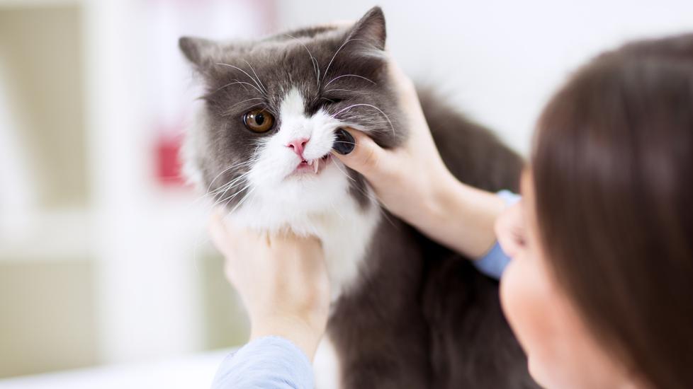 cat teeth cleaning cost: vet inspecting cat teeth at clinic