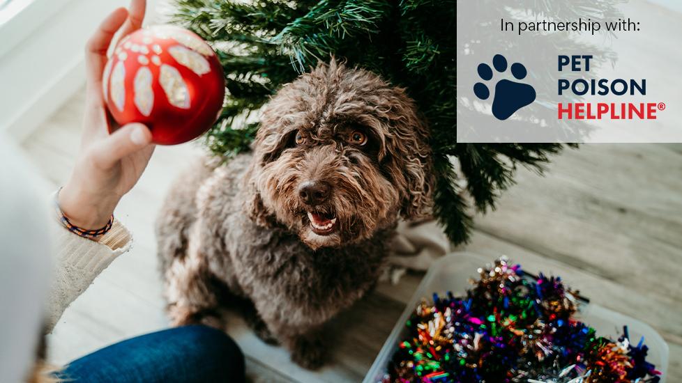 person holds up ornament in front of dog during holiday