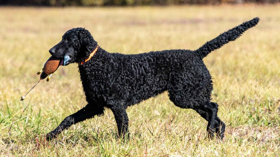 black curly-coated retriever carrying a hunting toy through a field