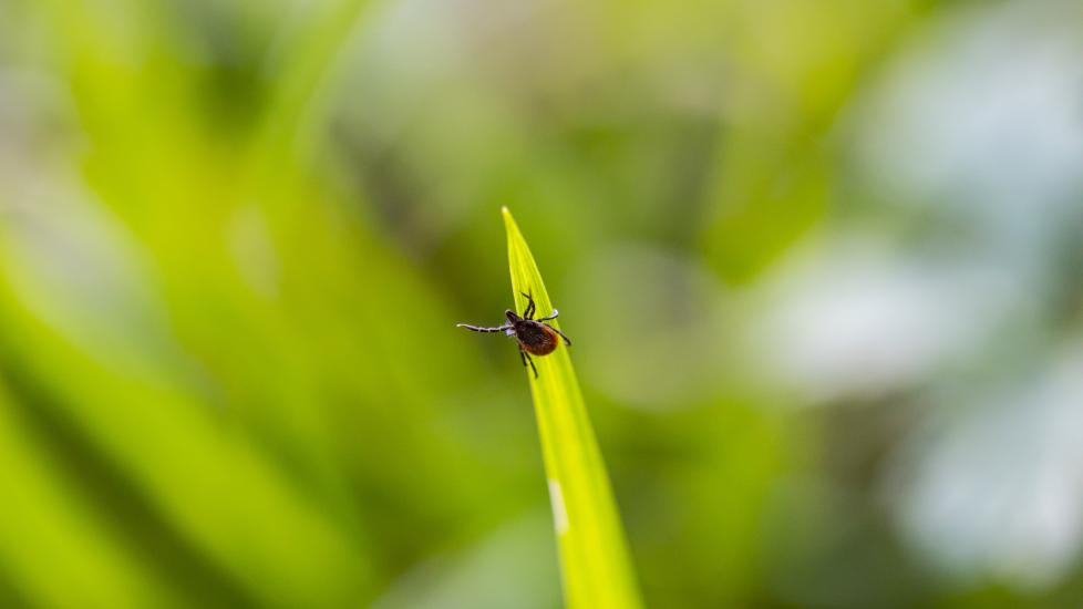 Deer tick. A deer tick climbs a blade of grass.