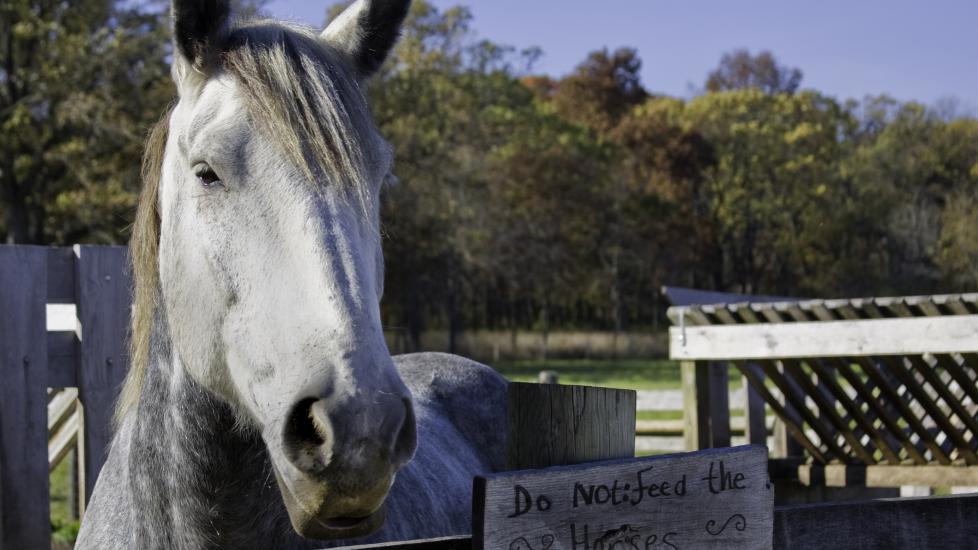 Horse standing next to sign that reads "Please do not feed the horses"