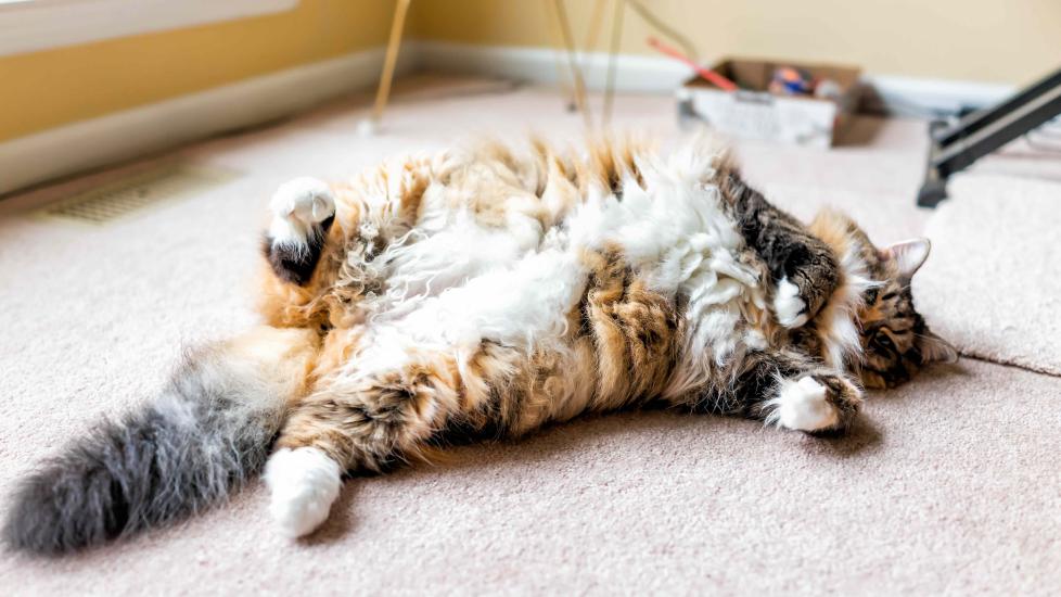 fluffy calico cat lying on her back and showing off her stomach