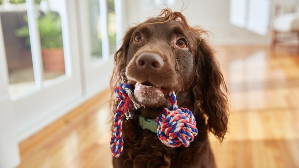 why do dogs bring you toys when you get home: dog carrying toy in mouth