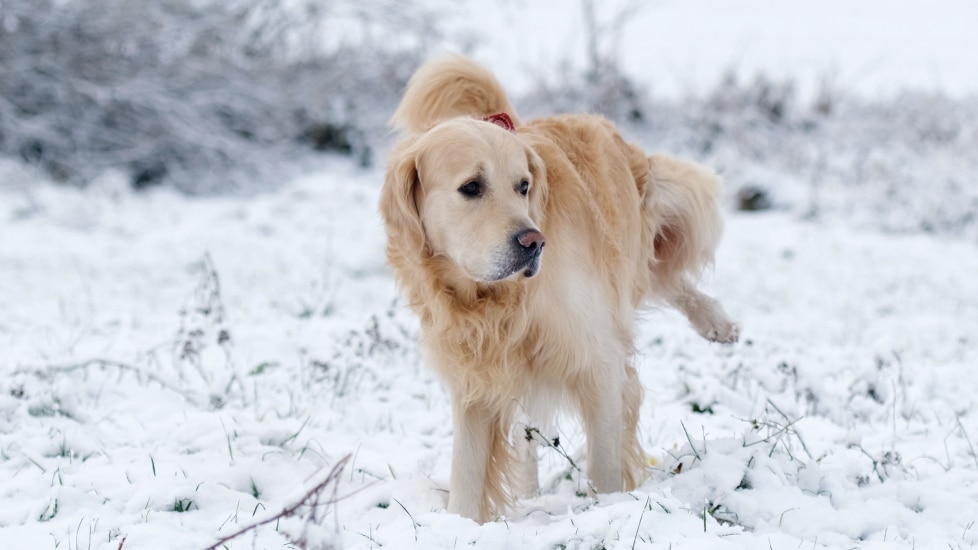 Dog not peeing. A Golden Retriever pees in the snow.