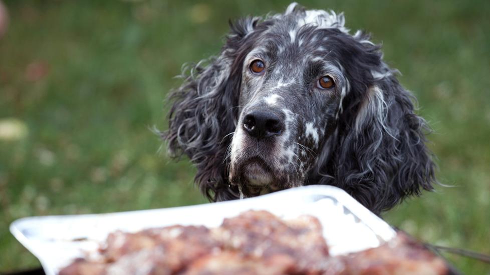 can dogs eat rib bones: dog staring at meat on grill