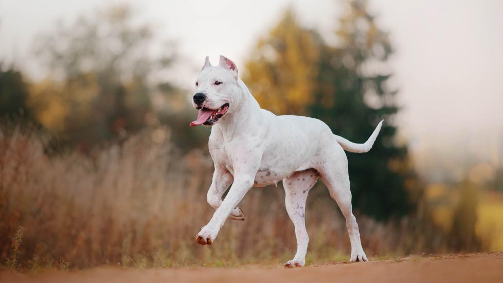 white dogo argentino dog running down an outdoor path in shallow focus