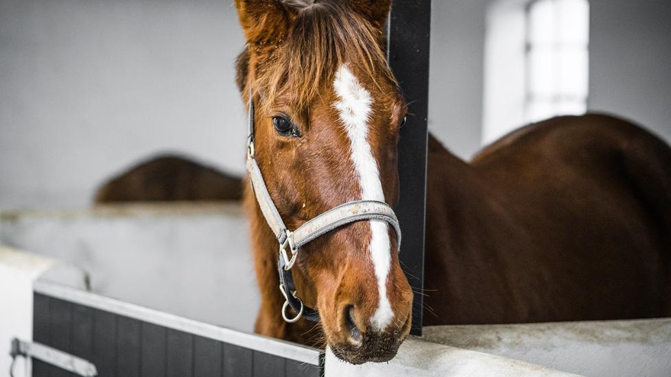 banamine for horses: brown horse in white stable