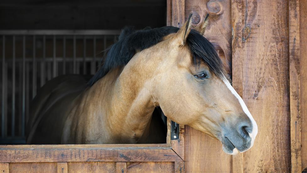 doxycycline for horses: horse in stable