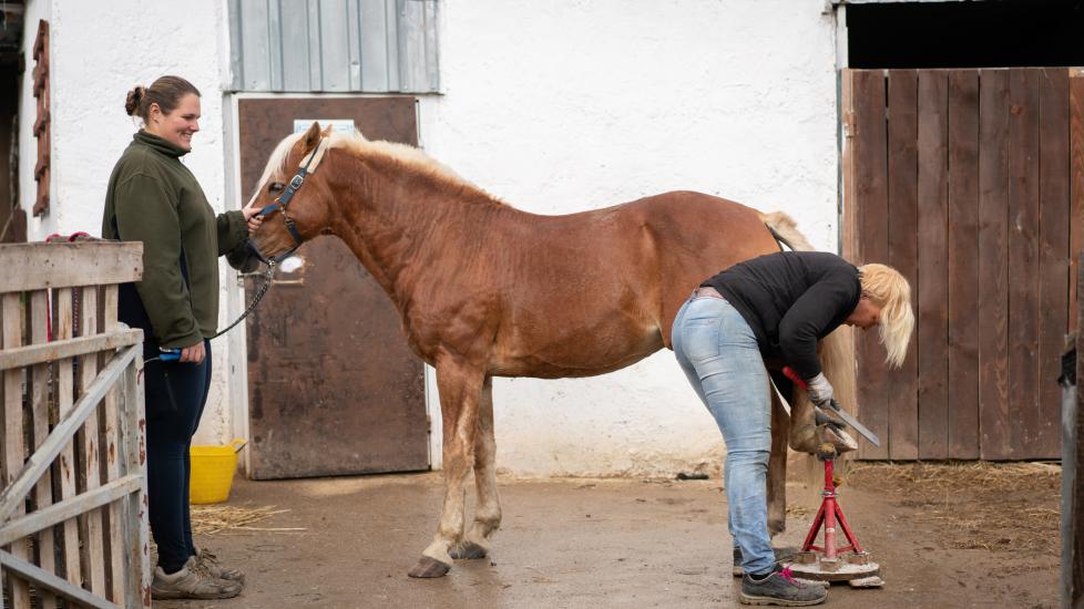 Horse standing calmly for farrier