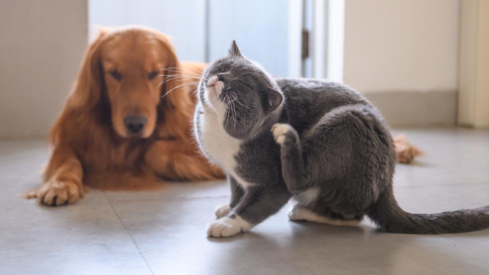 revolution for cats and dogs: cat scratching head with dog in background