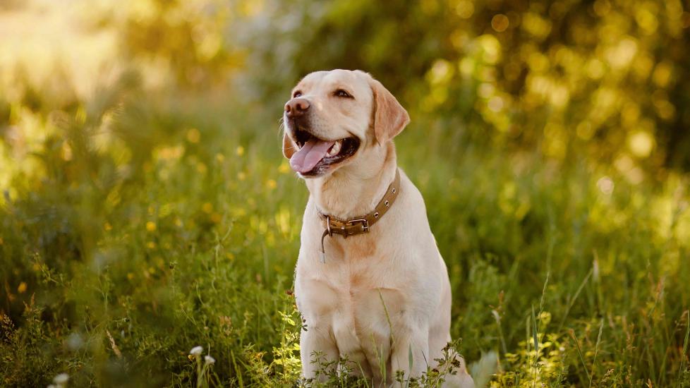 yellow labrador retriever sitting in grass and smiling at golden hour