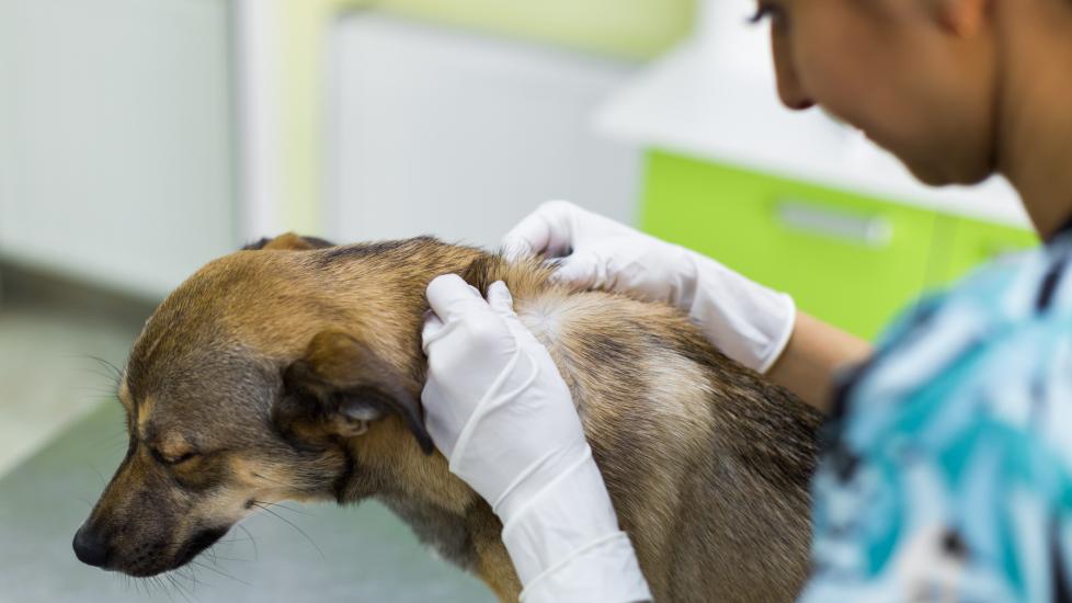 Lumps, bumps, and cysts on dogs. A vet looks at dog's skin.