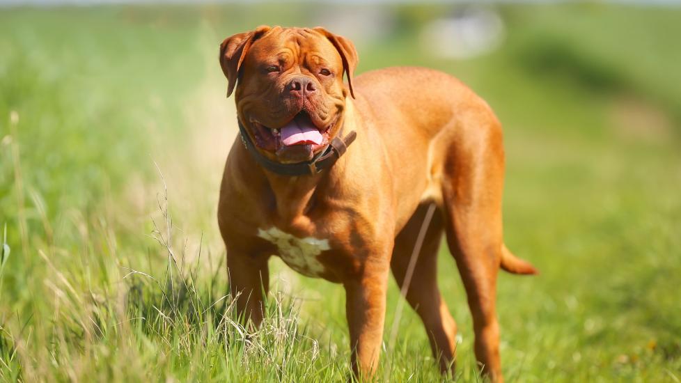 dogue de bordeux mastiff dog breed standing in grass