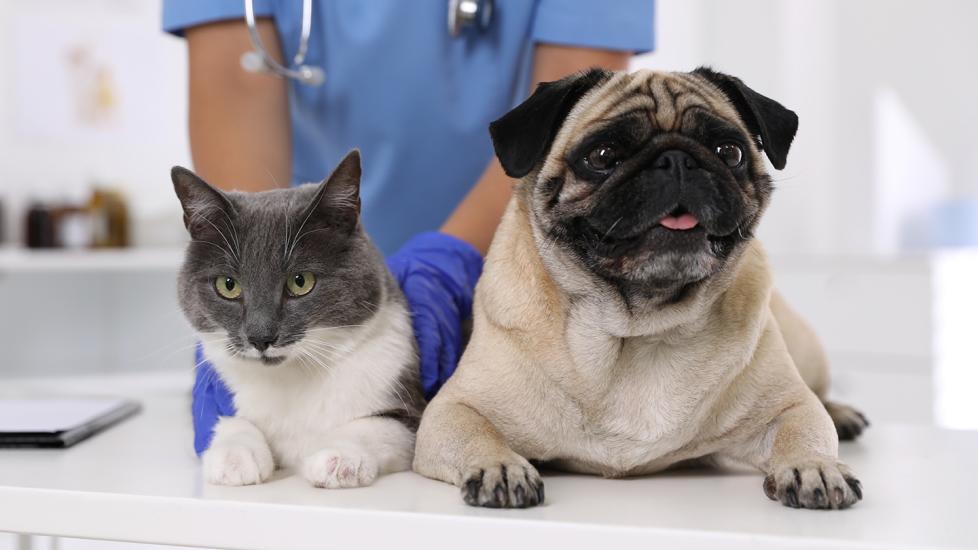 pyrantel pamoate for dogs and cats: pug and cat examined by vet at clinic