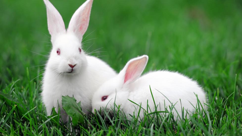 two white rabbits in the grass