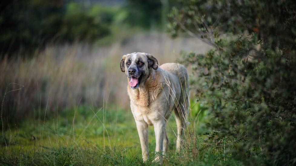 rafeiro do alentejo dog standing in a field