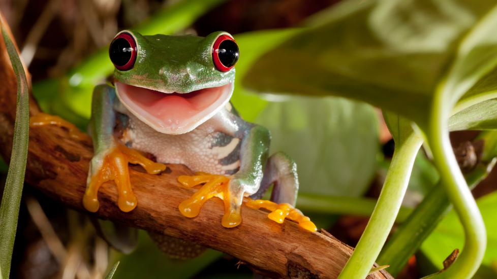 red eyed tree frog