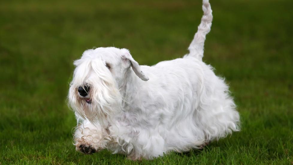 sealyham terrier running through green grass