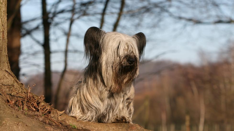 silver sky terrier with long fur in his face standing on a large tree root