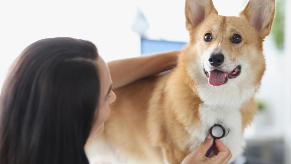 vetmedin for dogs: vet listening to dog heartbeat at clinic