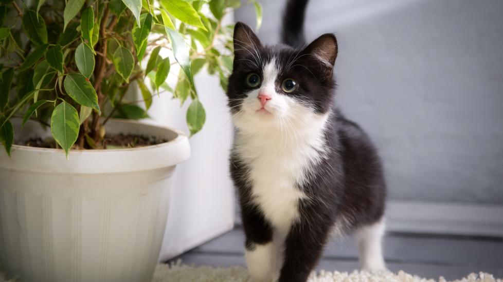 black and white kitten standing on the floor next to two potted plants, looking up