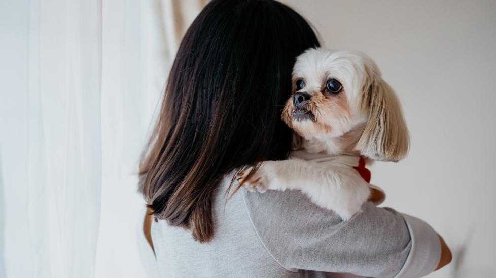 woman holding a white shih tzu dog, which is looking over her shoulder