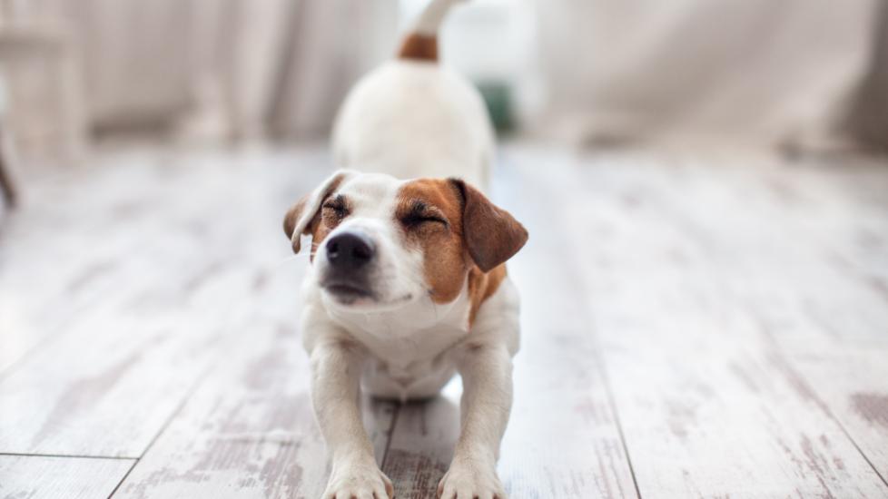 jack russell terrier stretching