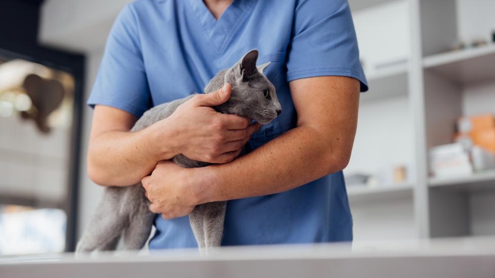 Yeast infections in cats: A vet holds a cat during an exam. 