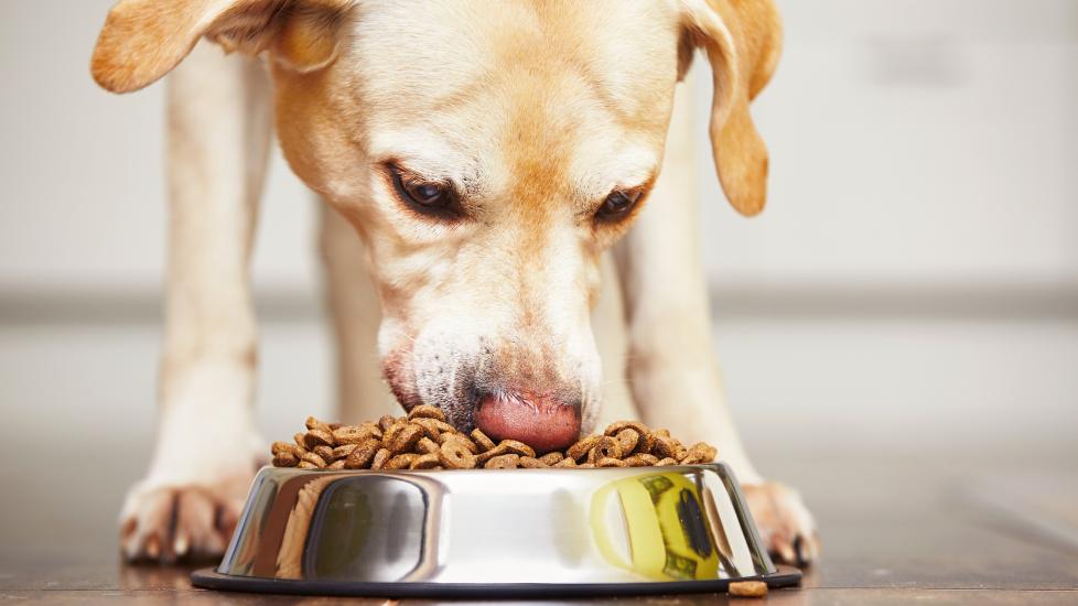 PetMD vets rate and review the best adult dog foods.