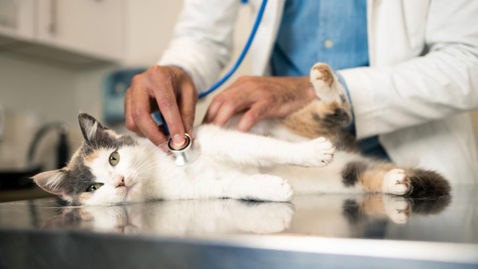 A vet checks a feline for cancer in cats.