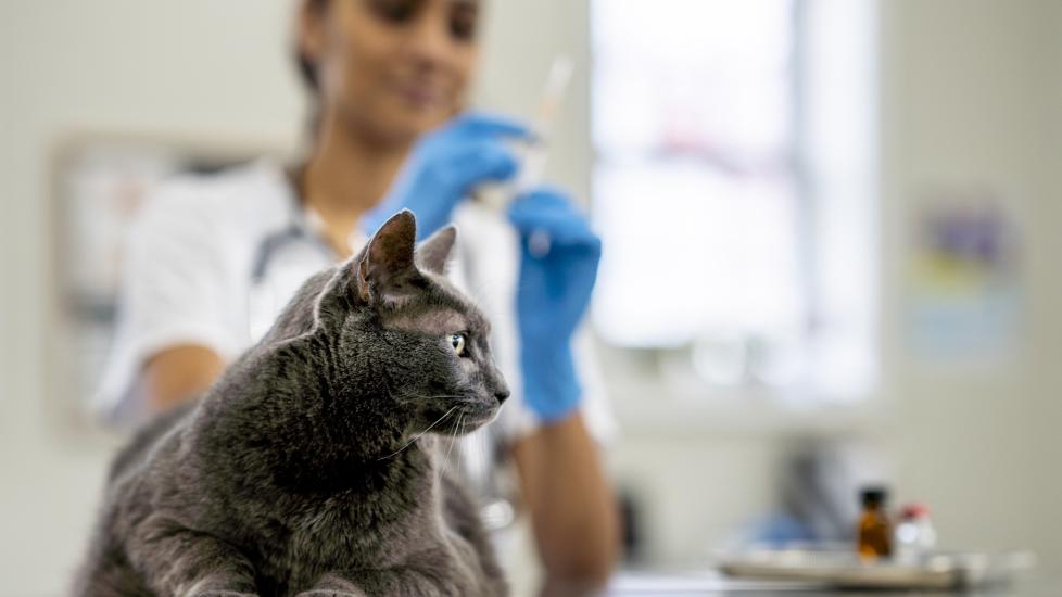 A vet prepares a pet for cat vaccines.