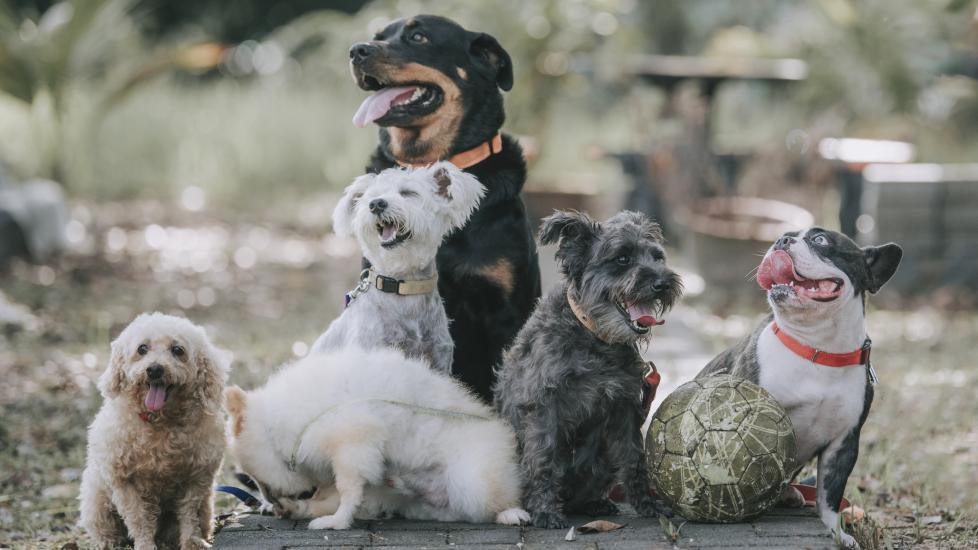 A pack of mixed breed dogs play together—puppy playgroups may be a contributing factor to dog flu.