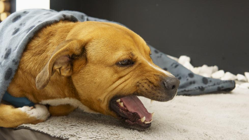 Dog Has Something Stuck in Throat: Signs and Remedies PetMD