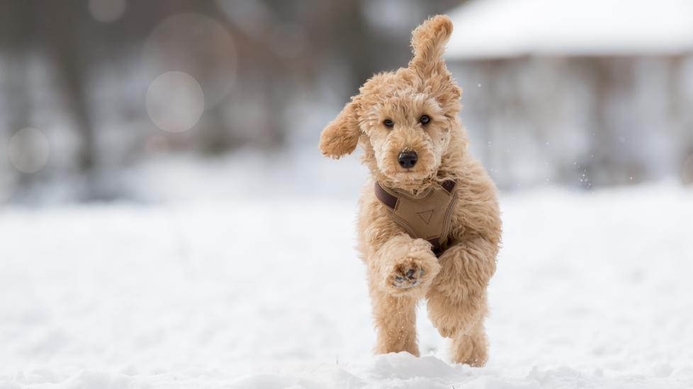 A dog runs through a snowy field, which may cause dog hiccups.