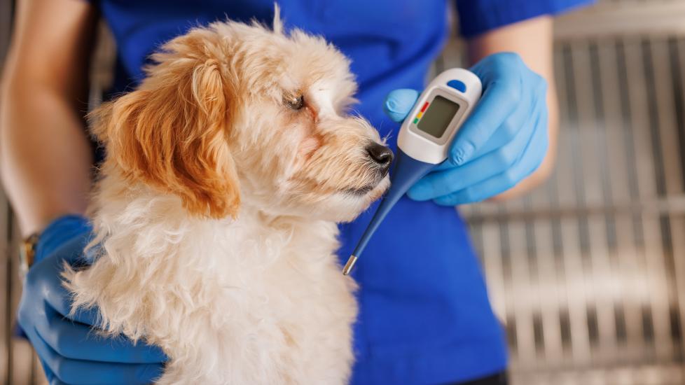 A vet takes a pet's temperature to diagnose fever in dogs.