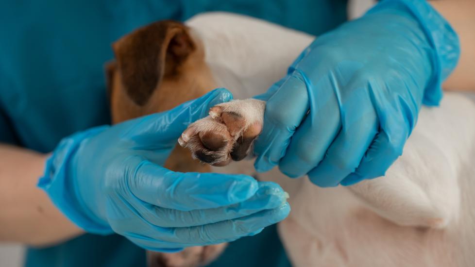 A vet demonstrates first aid for a dog's broken nail.