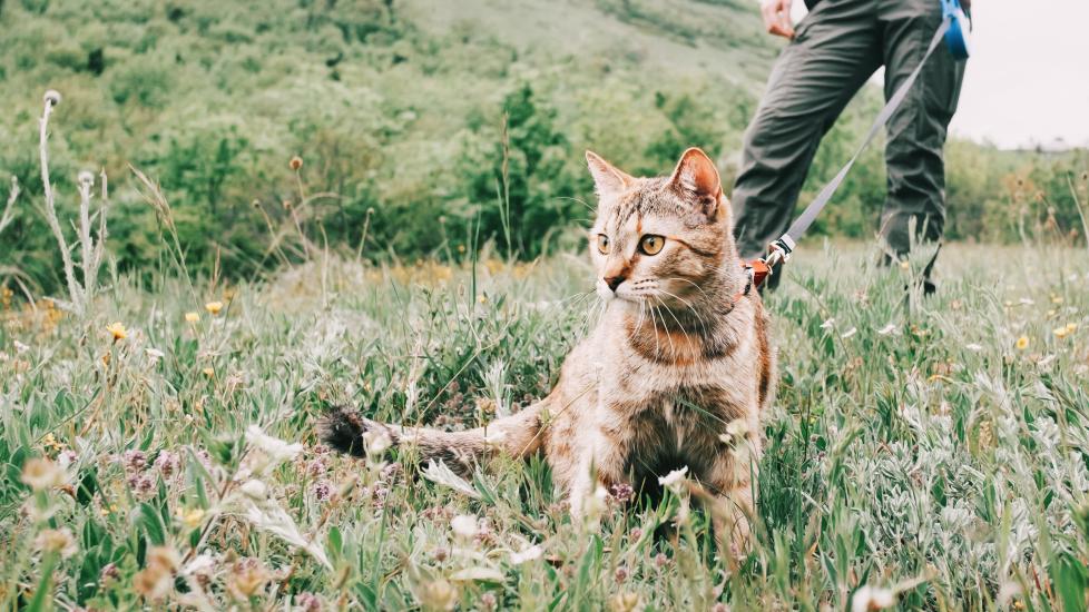 Flea and Tick Prevention and Treatment for Cats: A cat sits on the grass with his pet parent.