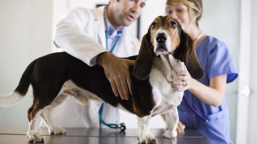 A Basset Hound at the vet—Basset Hounds are an at-risk breed for GDV in dogs.