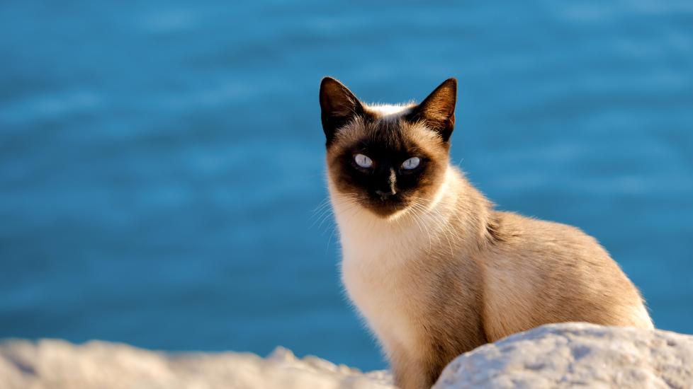 Heatstroke in cats: A cat sits outside by the water on a summer day.