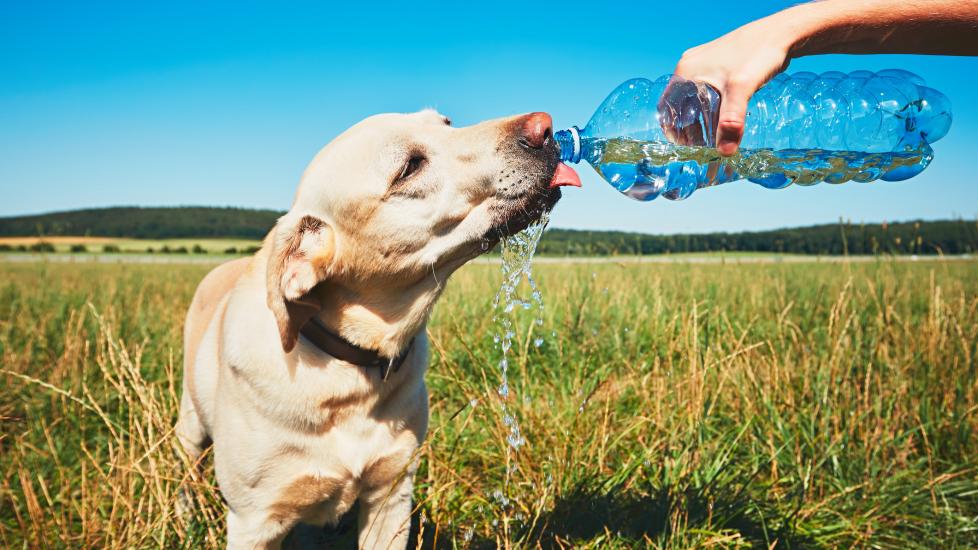 A dog has excessive thirst, a symptom of heatstroke in dogs. 