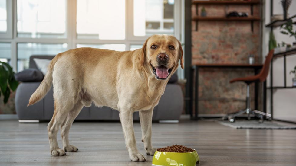 Fiber is a critical part of a dog's diet. Hill's offers a proprietary fiber blend.