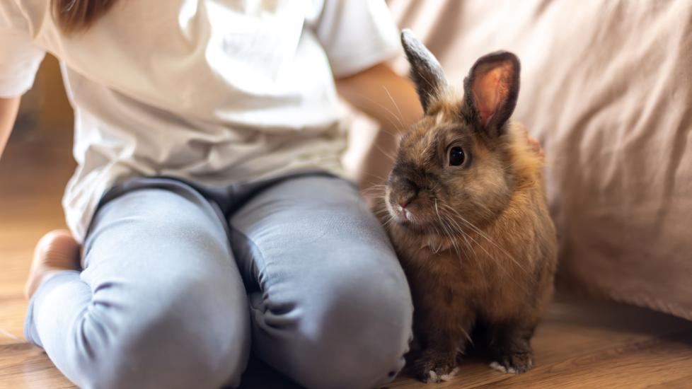 How to care for a pet rabbit: A girl sits lovingly beside her pet rabbit.