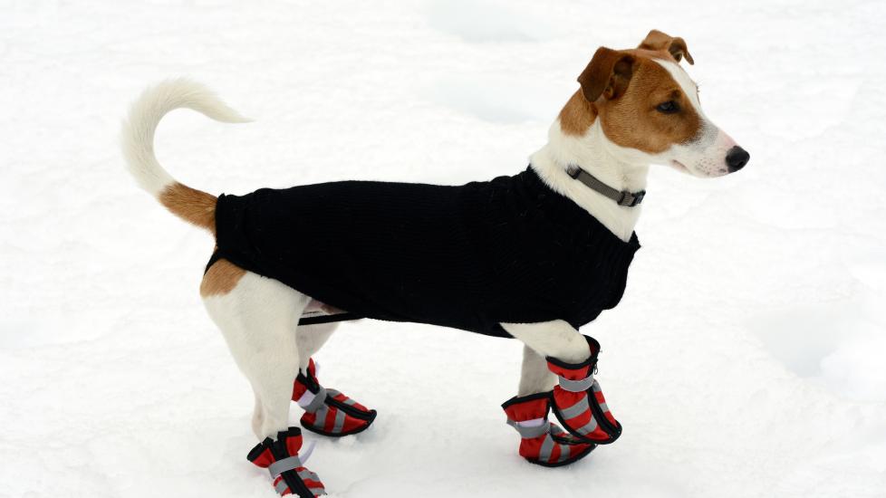 How to protect your dog's paws in winter: A dog wears dog booties to protect their paw pads.