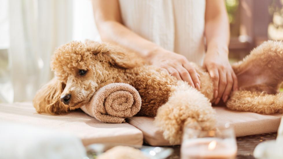 Massage is a good way to offer natural pain relief for dogs.