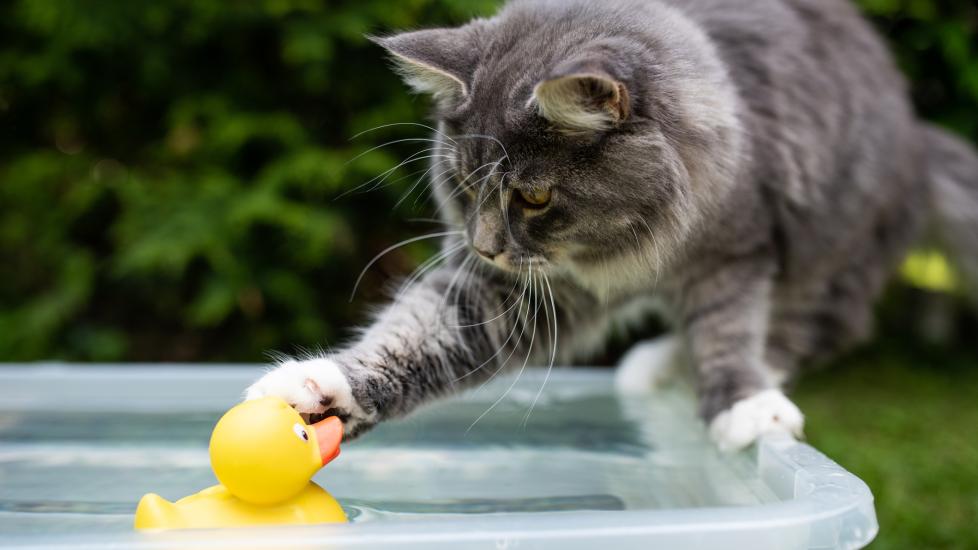 A cat tentatively reaches into a pool—why do cats hate water?