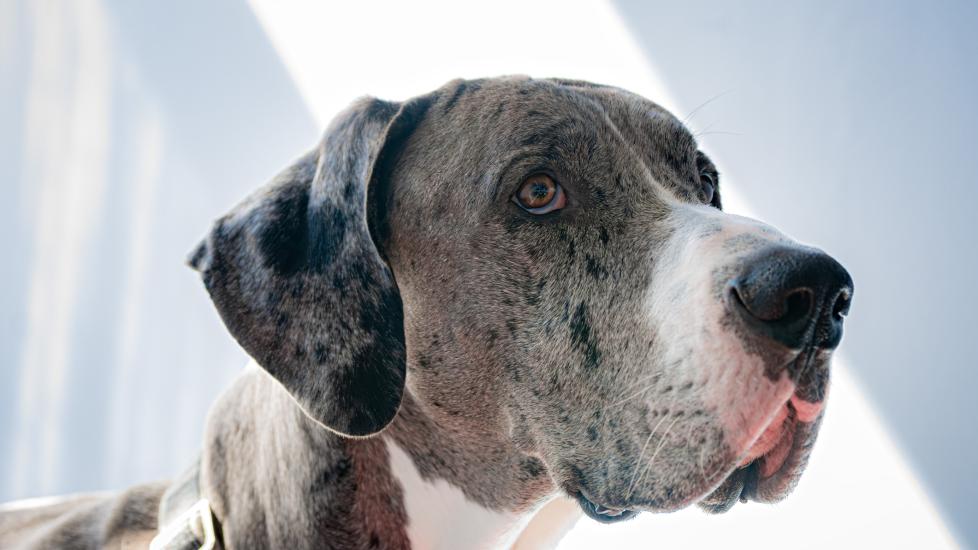 Great Danes are at an increased risk of developing Addison's disease in dogs.